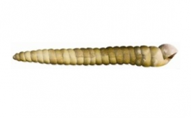 Picture 1